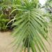 CHAMAEDOREA CATARACTARUM THE CAT PALM