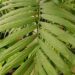CHAMAEDOREA COSTARICANA ONE OF THE BEST OF ALL THE BAMBOO PALMS