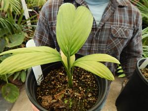 CHAMAEDOREA FRONDOSA SUPER RARE UNDERSTORY DWARF PALM