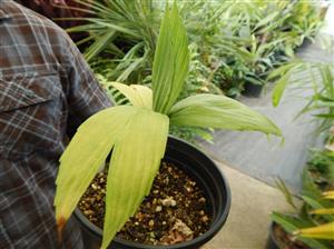 CHAMAEDOREA FRONDOSA SUPER RARE UNDERSTORY DWARF PALM