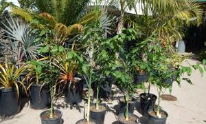 CHAMAEDOREA KLOTZSCHIANA RARE UNDERSTORY PALM – GROUPED LEAFLETS