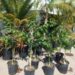 CHAMAEDOREA KLOTZSCHIANA RARE UNDERSTORY PALM – GROUPED LEAFLETS