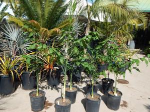 CHAMAEDOREA KLOTZSCHIANA RARE UNDERSTORY PALM – GROUPED LEAFLETS