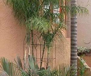 CHAMAEDOREA PLUMOSA THE BABY QUEEN PALM