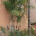 CHAMAEDOREA PLUMOSA THE BABY QUEEN PALM