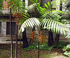 CHAMAEDOREA TEPEJILOTE SINGLE TRUNK PINNATE PALM THAT GETS TALL  SHADE-LOVING  – DARK GREEN RINGED TRUNK