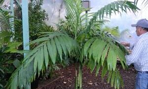 CHAMAEDOREA TEPEJILOTE SINGLE TRUNK PINNATE PALM THAT GETS TALL  SHADE-LOVING  – DARK GREEN RINGED TRUNK