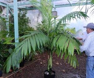 CHAMAEDOREA TEPEJILOTE SINGLE TRUNK PINNATE PALM THAT GETS TALL  SHADE-LOVING  – DARK GREEN RINGED TRUNK