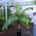 CHAMAEDOREA TEPEJILOTE SINGLE TRUNK PINNATE PALM THAT GETS TALL  SHADE-LOVING  – DARK GREEN RINGED TRUNK