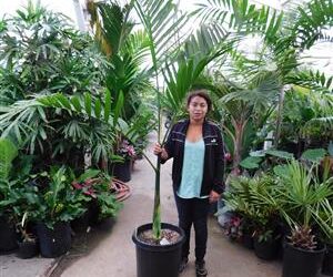 CHAMAEDOREA WOODSONIANA TALL, THICK TRUNK, BEAUTIFUL GREEN PINNATE PALM