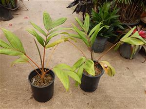 CHAMBEYRONIA HOOKERI THE BLONDE FLAME THROWER PALM