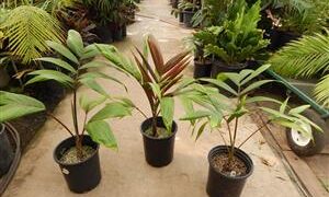 CHAMBEYRONIA HOOKERI THE BLONDE FLAMETHROWER PALM