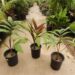 CHAMBEYRONIA HOOKERI THE BLONDE FLAMETHROWER PALM