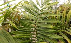 CHAMBEYRONIA MACROCARPA THE FLAME THROWER PALM NEW RED EMERGING LEAF