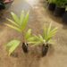 CHAMBEYRONIA MACROCARPA THE FLAME THROWER PALM NEW RED EMERGING LEAF