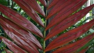 CHAMBEYRONIA MACROCARPA THE FLAME THROWER PALM NEW RED EMERGING LEAF