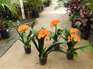 CLIVIA MINIATA