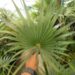 COCCOTHRINAX BARBADENSIS