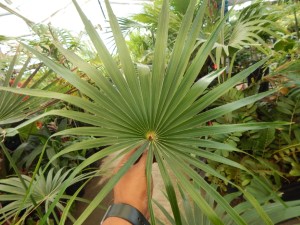 COCCOTHRINAX BARBADENSIS