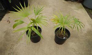 COCCOTHRINAX BARBADENSIS MEDIUM SIZED, NARROW TRUNK