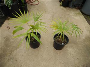COCCOTHRINAX BARBADENSIS MEDIUM SIZED, NARROW TRUNK