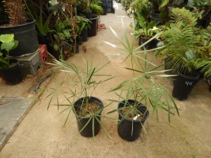 COCCOTHRINAX SPECIES PROMINENTLY SILVER ON UNDERSIDE OF LEAFLETS