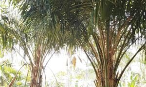 COCONUT QUEEN PALM ABSOLUTELY BEAUTIFUL WHEN MATURE NEAR IMPOSSIBLE TO FIND