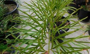 CYCAS PANZHIHUAENSIS X CYCAS DEBAOENSIS CYCAD HYBRID OF TWO RARE SPECIES