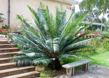 CYCAS GUIZHOUENSIS RARE SMALL TO MEDIUM SIZED CHINESE CYCAD