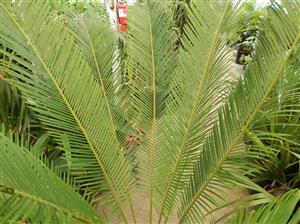 CYCAS TAITUNGENSIS THE EMPEROR CYCAD