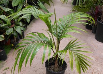 CYPHOPHOENIX ELEGANS THE ELEGANT PALM