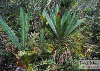 DIOON EDULE BLUE QUERETERO VARIETY