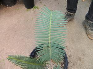 DIOON EDULE VARIETY TAMAULIPAS GLAUCOUS GREEN THIN LEAF MEXICAN CYCAD