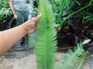 DIOON HOLMGRENII RARE MEXICAN DIOON CYCAD