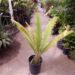 DIOON MEJIAE AN ATTRACTIVE MEDIUM SIZED CYCAD