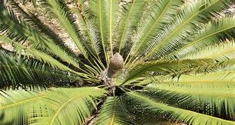 DIOON MEROLAE SLOW GROWING SMALL TO MEDIUM SIZED CYCAD