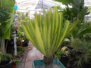 DIOON MEROLAE SLOW GROWING SMALL TO MEDIUM SIZED CYCAD