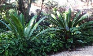 DIOON SPINULOSUM A CUSTOMER FAVORITE CYCAD