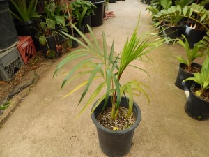 DYPSIS ARENARUM THE SAND PALM