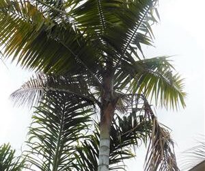 DYPSIS LEPTOCHEILOS THE TEDDY BEAR PALM