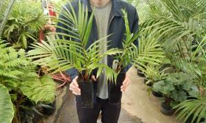 DYPSIS LEPTOCHEILOS THE TEDDY BEAR PALM