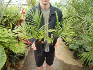 DYPSIS LEPTOCHEILOS THE TEDDY BEAR PALM