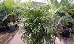 DYPSIS LUTESCENS THE ARECA PALM