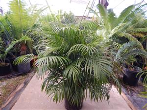 DYPSIS LUTESCENS THE ARECA PALM