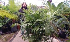 DYPSIS LUTESCENS THE ARECA PALM