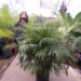 DYPSIS LUTESCENS THE ARECA PALM
