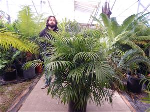 DYPSIS LUTESCENS THE ARECA PALM