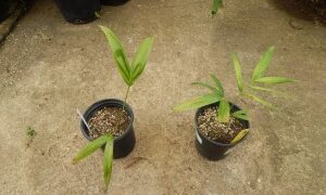 DYPSIS “MAHAJANGA” SINGLE TRUNK OR SUCKERING