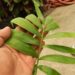 DYPSIS PRESTONIANA SINGLE TRUNK, BEAUTIFUL A REAL WINNER!