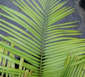 DYPSIS SPECIES BEF SINGLE TRUNK PINNATE PALM FROM MADAGASCAR